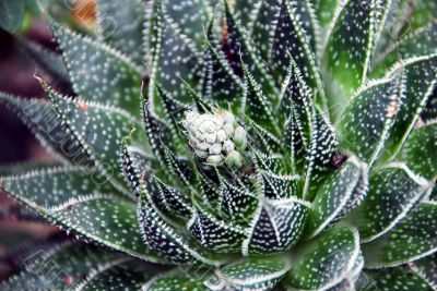 White Flowers on Aloe Succulent Plant White Flowers on Aloe Succulent Plant