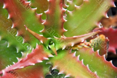 Colorful Aloe Succulent Plant
