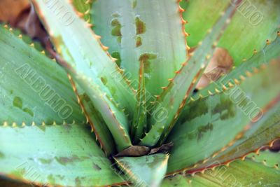 Closeup of Aloe Plant