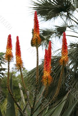 Orange Flowers of Aloe Succulent Plant