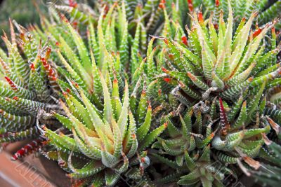 Clustered Aloe Succulent Plant