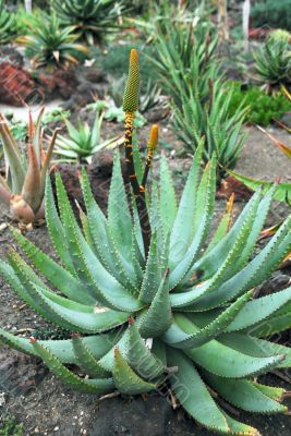 Aloe Succulent Plant Flowering