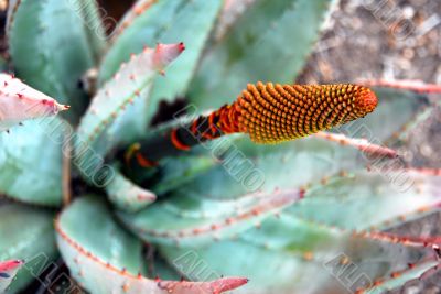 Closeup of Aloe Succulent Plant Flowering