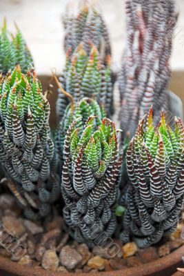 Aloe Succulent Plant Cluster