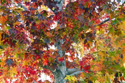 Leaf Fall Season Maple
