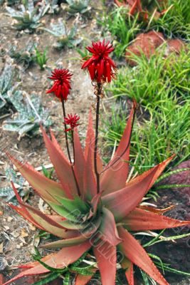 Red Aloe Succulent Plant Flowers