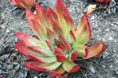 Red Green Aloe Succulent Plant