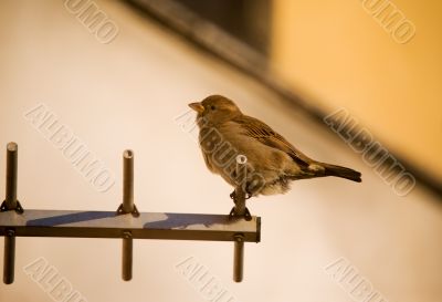 Sparrow on antenna