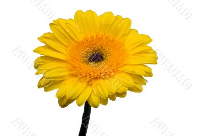 gerbera