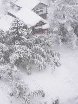 bamboo garden under the snow