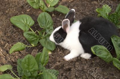 black and white rabbit in the garden