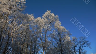 winter panoramic forest