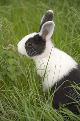black and white rabbit in green grass