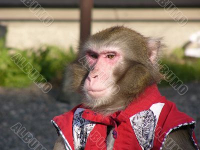 Japanese macaque in show-costume