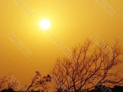 evening sun and bare tree branches