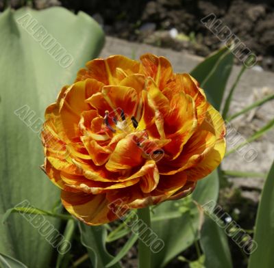 Multi-coloured blossoming double tulip.