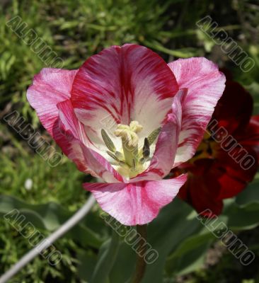 Blossoming  a multicolor tulip