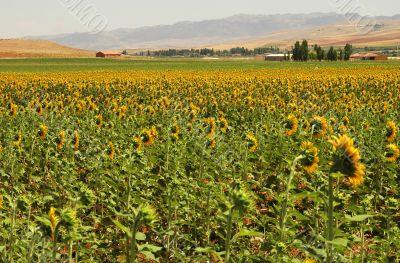 Yellow Fields