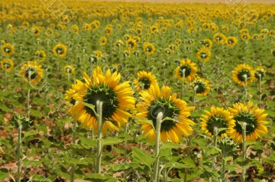 Yellow Fields