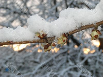 Snow-covered dissolved chestnut kidney