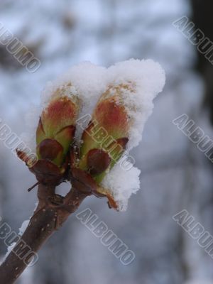 Snow-covered dissolved chestnut kidney