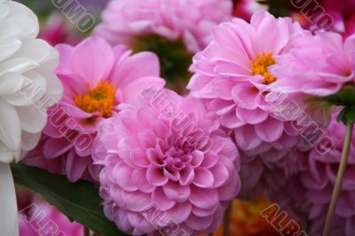 detailed close-up background of vivid flowers