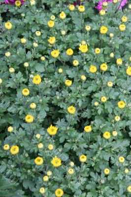 detailed close-up background of yellow flowers