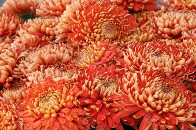 detailed close-up background of vivid flowers