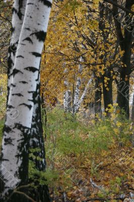 Autumn yellow birch alley