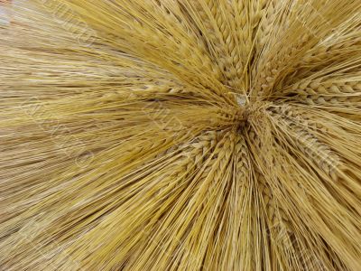 Yellow barley harvest background