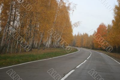 Autumn highway with yellow tress on both sides