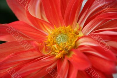 detailed close-up of vivid fresh flower