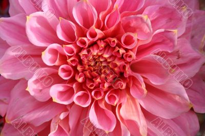 detailed close-up of vivid fresh flower