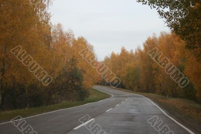 Autumn highway with yellow tress on both sides