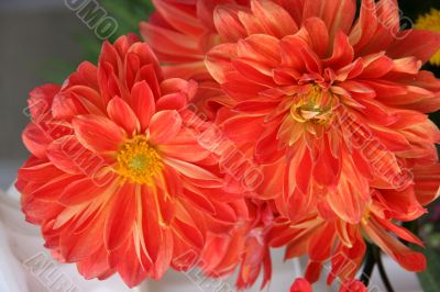 detailed close-up of vivid fresh flower