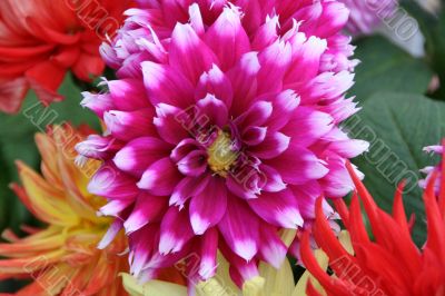 detailed close-up of vivid fresh flower