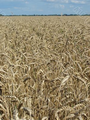 Harwest field under blue cloudy sky