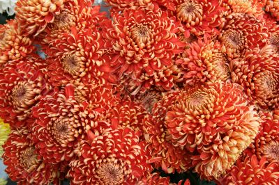 detailed close-up background of vivid flowers