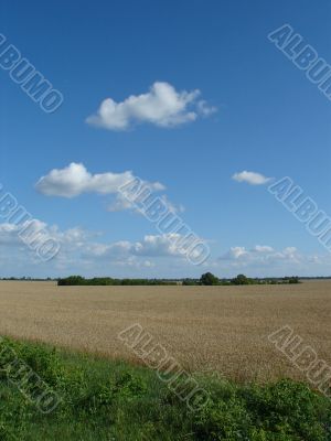 Harwest field under blue cloudy sky