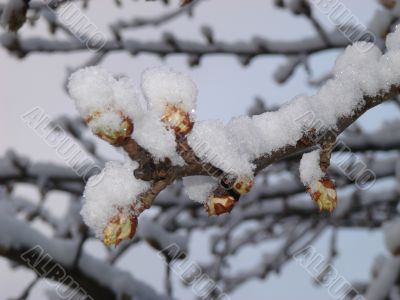 Snow-covered dissolved kidney of the chestnut