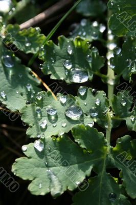 Colorless waterdrops texture on green leaves Colorless waterdrops texture on green leaves