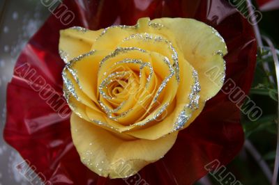detailed close-up of vivid fresh rose flower