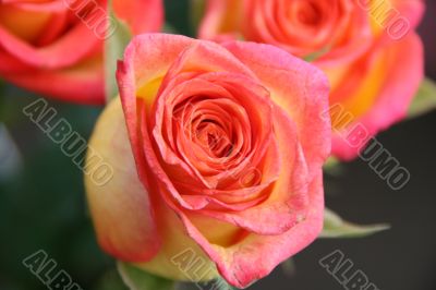 detailed close-up of vivid fresh rose flower