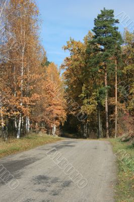 Autumn road with yellow tress on both sides