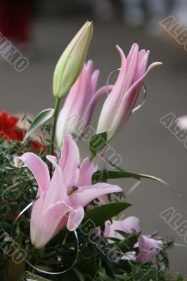 detailed close-up of vivid fresh lilly flowers