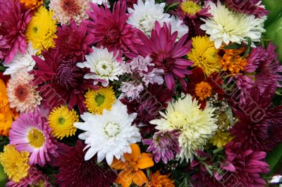 vivid varisorted multicolored flowers background