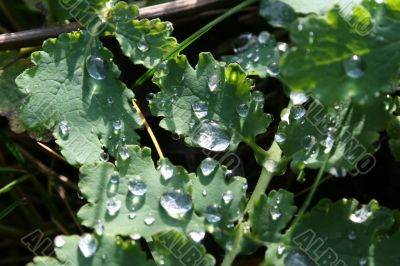 Colorless waterdrops texture on green leaves