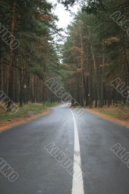 Highway thru old green pine wood