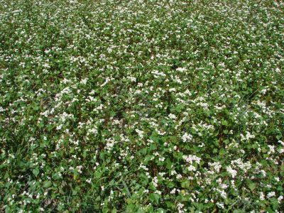 buckwheat field in blossoming background