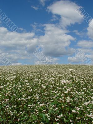 buckwheat field in white blossoming blue sky